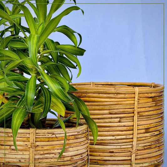 Niva Coiled Cane Planter