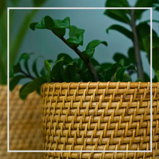 Rato Bucket Cane Planter