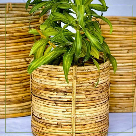 Niva Coiled Cane Planter