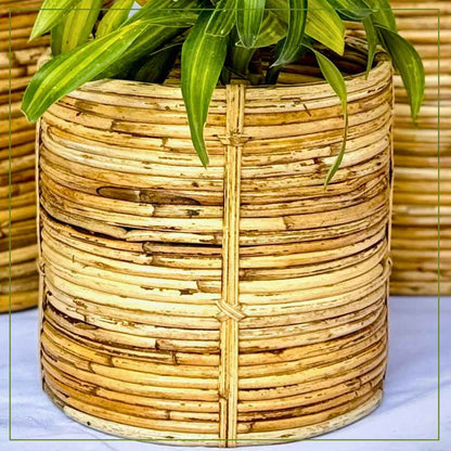 Niva Coiled Cane Planter