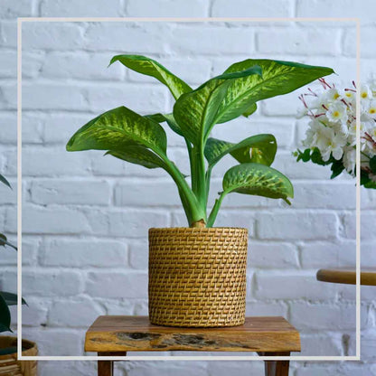 Rato Bucket Cane Planter