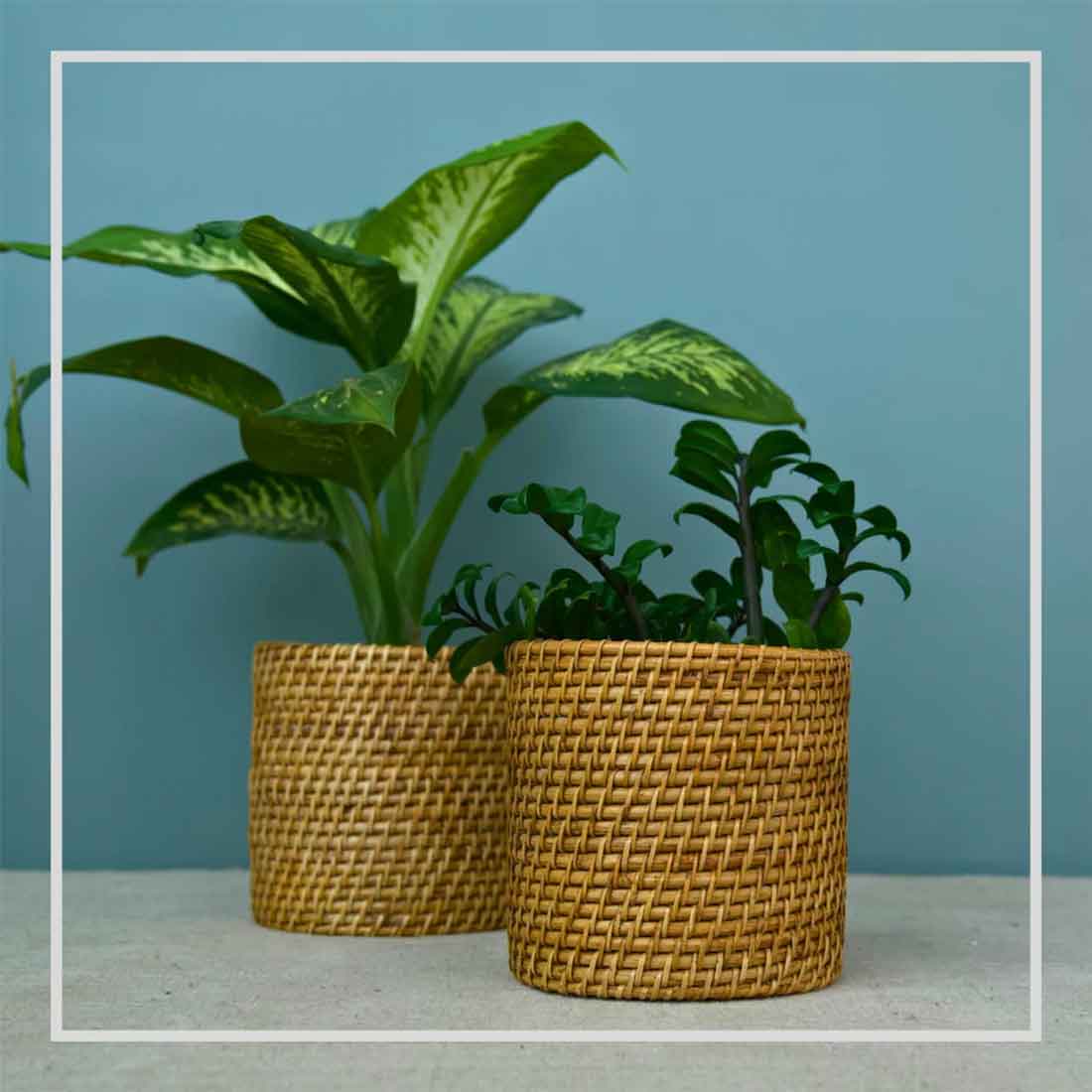 Rato Bucket Cane Planter