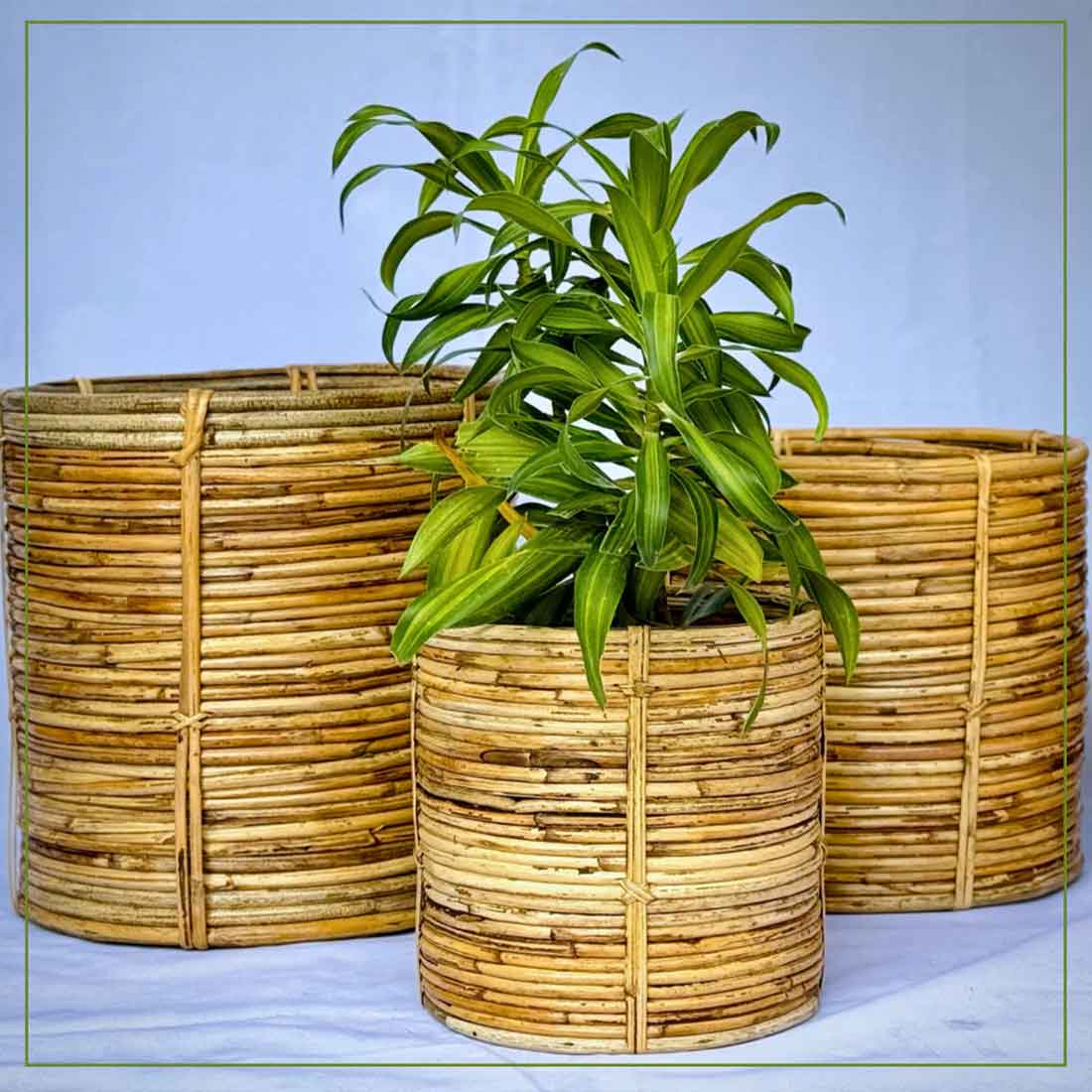 Niva Coiled Cane Planter