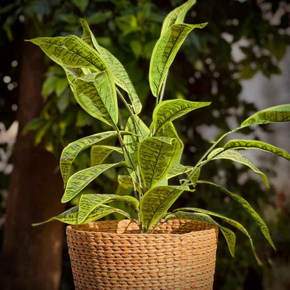 Ketu Round Woven Planter