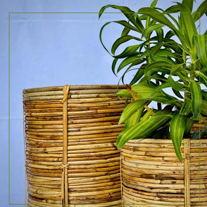 Niva Coiled Cane Planter